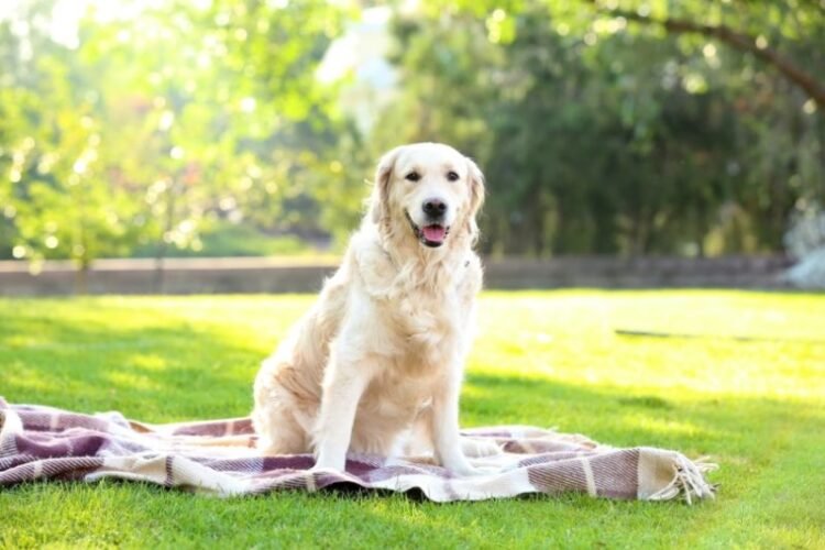 How to Prepare Your Home for a New Pet – Checklist for First-Time Owners