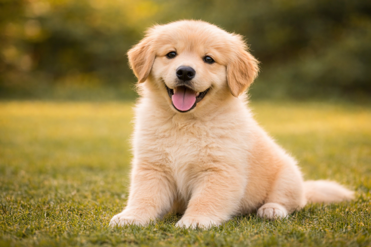 Buy Golden Retriever Puppy