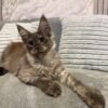 Maine Coon Girl Available!