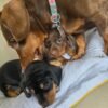 Miniature Dachshund Puppies – 2 Females Available