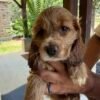 Cocker spaniel puppies