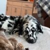 Dalmatian